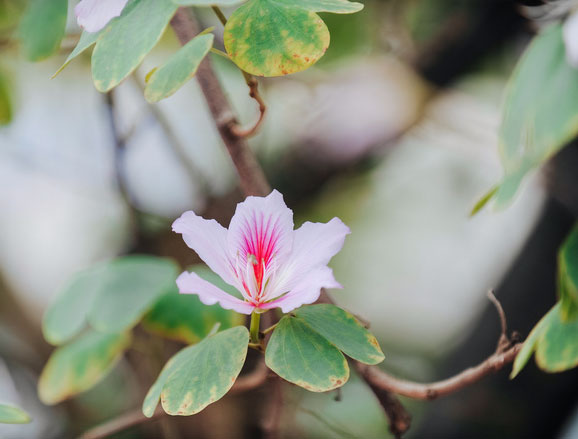 17 ngày nữa là hết năm, người Hà Nội ngỡ ngàng bắt gặp hoa ban trái mùa khoe sắc trong giá rét